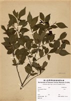 藏品(柃木)的圖片